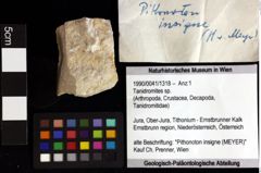 Foto (Objket + Etiketten) von Tanidromites sp. 